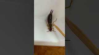 ЩИПАВКА АБО УХОВЕРТКА НІКОГО НЕ КУСАЄ Forficula auricularia Earwig Dermaptera ентомологія [upl. by Papagena]