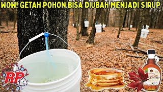 WOW GETAH POHON BISA DIUBAH MENJADI SIRUP  BEGINI PROSES PEMBUATAN SIRUP MAPLE [upl. by Cordova]