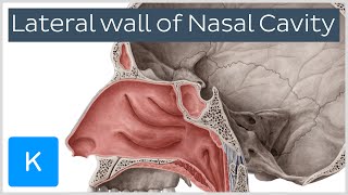 Lateral wall of nasal cavity bones cartilages and mucosa preview  Anatomy  Kenhub [upl. by O'Carroll]