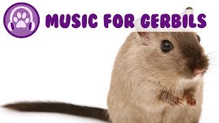 Music for Gerbils Calm my Gerbil Pet Therapy Music 2019 [upl. by Janenna]