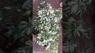 Schefflera Arboricola 🌿🌿🌿support shortvideo plants gardenplants garden [upl. by Weslee47]