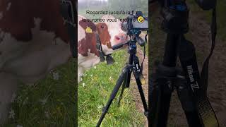 Vache se prend pour un chien  Elle renifle et lèche le trépied 🤣🐄🐶 Vache VacheCurieuse shorts [upl. by Collbaith]