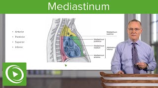 Mediastinum Lungs mediastinum and cardiac valves – Anatomy  Lecturio [upl. by Siesser]