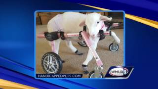 Amherst company seeks votes for cutest handicapped pets [upl. by Azral239]