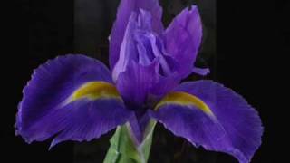 BIAGIO ANTONACCI  IRIS [upl. by Marcellina]