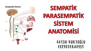 SempatikParasempatik Sistem  ANATOMİ SİSTEMLER KONU ANLATIMI 14 [upl. by Aicsile]