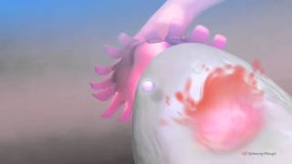 Ovulation amp the menstrual cycle  Narrated 3D animation [upl. by Laehcim]