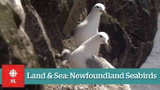 Land amp Sea Newfoundland Seabirds [upl. by Nahtnaoj]