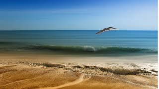 Son des VAGUES et MOUETTES  Bruit de la mer et la nature relaxant et apaisant [upl. by Rettig]