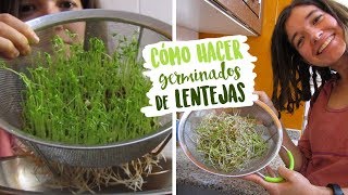 Cómo hacer germinados de lentejas  NUTRIRIANA [upl. by Mavis562]