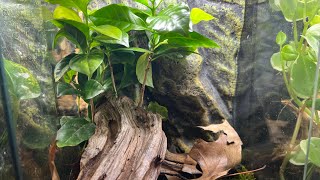 Crested Gecko Bioactive Setup [upl. by Shiff]