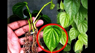 Propagating Betel Leaf vine with aloe vera  Betel leaf plantation [upl. by O'Connor]