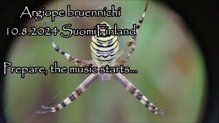 argiope bruennichi 10082024 Holopainen spiderweb bass kitarasello violin baritone [upl. by Serene]