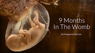 9 Months In The Womb A Remarkable Look At Fetal Development Through Ultrasound By PregnancyChatcom [upl. by Ylak]