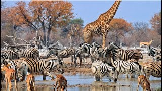 Safári na Namíbia 6 Etosha [upl. by Carley245]