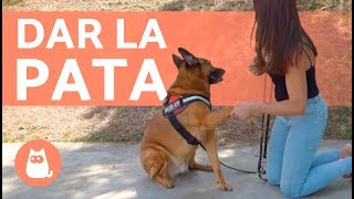 Cómo enseñar a un perro a DAR LA PATA  Trucos para perros [upl. by Boardman]