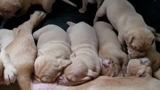 dogue de bordeaux litter 2023 [upl. by Mata]