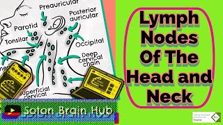 Anatomy of the Lymph node  Best Explanation Ever [upl. by Arikehs338]