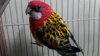 Rosella bird 2nd soundMy rosella parrot 🦜 [upl. by Yanahs948]