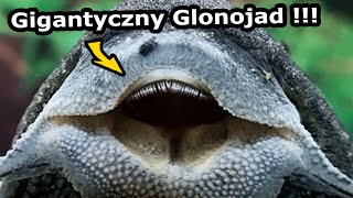 Drugie Akwarium Dla Glonojada   Jest tak Silny że Podnosi Korzenie i Wyrywa Rośliny Vlog 925 [upl. by Animlehliw961]