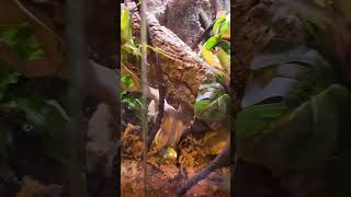 Amazing Crested Gecko Setup [upl. by Chun]