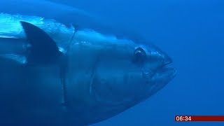 Bluefin tuna migrating UK waters  BBC News  3rd January 2019 [upl. by Atilam]