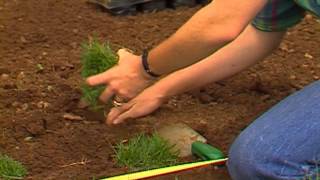 Planting Zoysia Grass [upl. by Tioneb675]