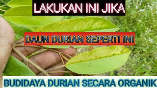 Part 57 Perubahan Warna Daun Durian Akibat Kekurangan Unsur Magnesium Budidaya Durian Organik [upl. by Namien]