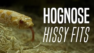 All About Hognose Hissy Fits [upl. by Shayna]