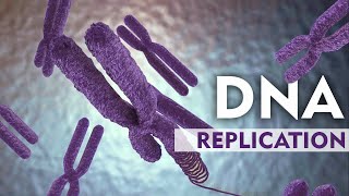 DNA Replication Explain with 3D Animation [upl. by Bennir986]