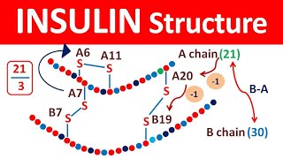 Insulin structure and release in easy way [upl. by Kaden]