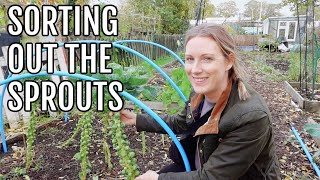 SORTING OUT THE SPROUTS  ALLOTMENT GARDENING FOR BEGINNERS [upl. by Ladnar]