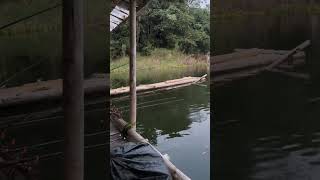 Benang oge nenk lala ikannila ikan mancing mancingmania shortvideo mancing shorts [upl. by Fanchon]