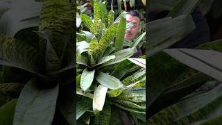 Easy Way to Propagate Bromeliad  Meet The Gorgeous Vriesia Goudaea ospinae var gruberi [upl. by Arrad]