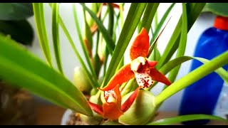 Maxillaria tenufolia Орхидея Максиллярия цветение пересадка [upl. by Arola]