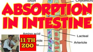 ABSORPTION IN INTESTINE  TAMIL EXPLANATION [upl. by Bruno210]