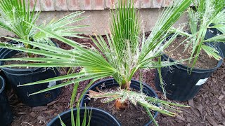 14 months old California Fan Palm Washingtonia Filifera May 24th [upl. by Imrots]