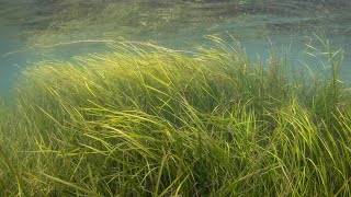 Seagrass Orkneys underwater carbon store [upl. by Hassadah]