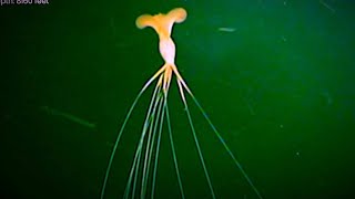 5 ROV Encounters with Unusual Deep Ocean Creatures  New Magnapinna Squid Footage [upl. by Yespmed143]