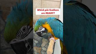 Opening Bird Pin Feathers Which Pins Are Ready Comparison parrot care [upl. by Annyl]