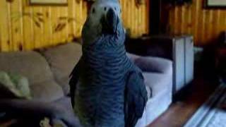 Oliver my African Grey Parrot Talking [upl. by Zedekiah390]