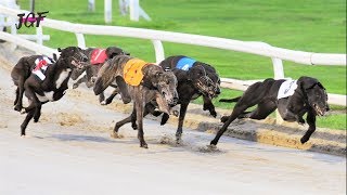 Greyhound running  Track race [upl. by Eikcim]