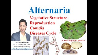 Alternaria solani life cycle early blight of potato symptoms mycelium conidia diseases cycle [upl. by Claudie]