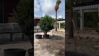 Ligustrum tree installation [upl. by Greene]