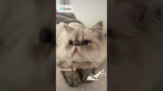 Bohemian Catsody starring Freddie the Persian Cat catvideo freddiemercury bohemianrhapsody queen [upl. by Chaing679]