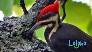 Pileated Woodpecker Calls and Drums  ONE HOUR LOOP [upl. by Esorbma]