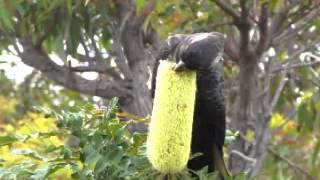 Carnabys blackcockatoo feeding on Banksia grandis flower [upl. by Marti]