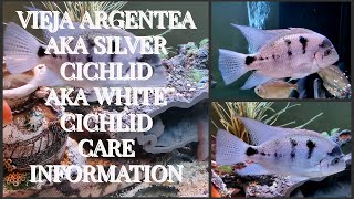 VIEJA ARGENTEA CICHLIDS AKA SILVER CICHLID AKA WHITE CICHLID CARE INFO [upl. by Ajiat185]