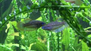 Trichopsis pumila Knurrender Zwerggurami courtship dance Balztanz [upl. by Dido]