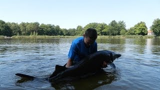 Pêche de lEsturgeon et de la Carpe  Technique amp Stratégie  Létang de la Lande  Carpemapassion [upl. by Uoliram327]